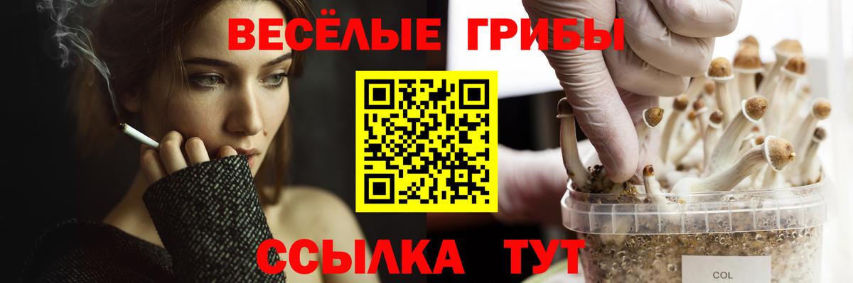 Вольск  Псилоцибиновые грибы мухоморы  Вход с VPN 